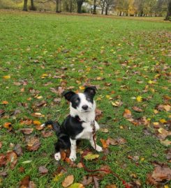 Hounds & Co Dog Walking