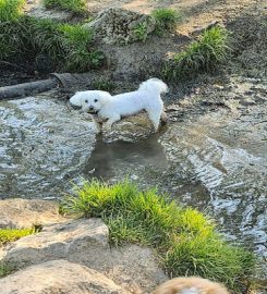 Parsley and Pals Dog Boarding and Day Care