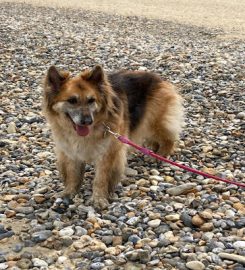 Parsley and Pals Dog Boarding and Day Care