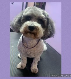 Any Paws Dog Grooming