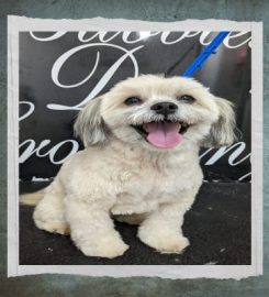 Royal Bubbles Dog Grooming