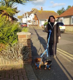 Jo Collins Dog Walking & Pop-In Services