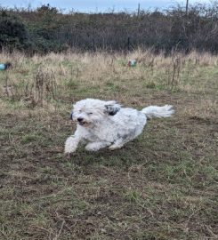 Whitstable Woofers Dog Walking Service