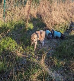 Whitstable Woofers Dog Walking Service