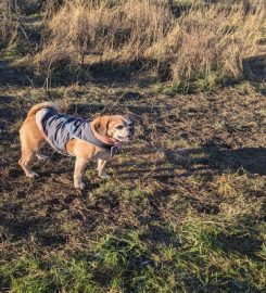 Whitstable Woofers Dog Walking Service