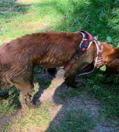 DIfferent Strokes pet sitting