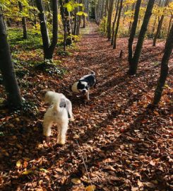 Robbie's Dog Walking