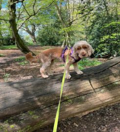 Teachers Pet Dog Walking & Animal Care