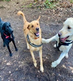 Dacorum Dog Walking & Pet Services