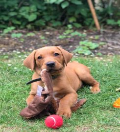 Posh Paws Dog Walking