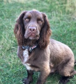 Posh Paws Dog Walking