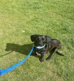 Happy Dog Walkies