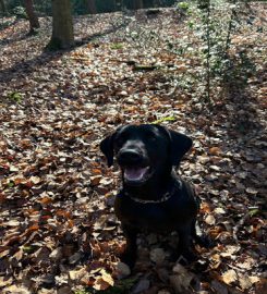 Happy Dog Walkies