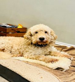 Poos and Doodles Doggy Day Care Berkhamsted