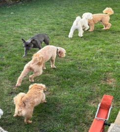 Patch's Dog DayCare, Boarding and Training