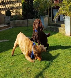 Doggie Holiday Homes