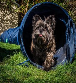 Just-Like-Home Dog Boarding & Daycare