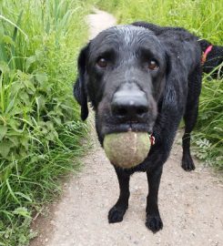 Tail Safe Dog Walking and Animal Care