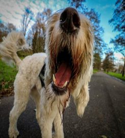 Hare to Hound Behaviour and Pet Care