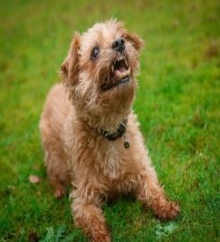 Hare to Hound Behaviour and Pet Care