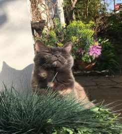 Love Cats Pet Sitters – Wimbledon Chase