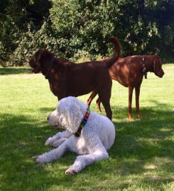 Wimbledon Doggo's