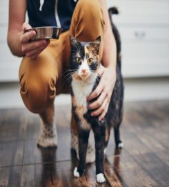 SW London Pet Sitter