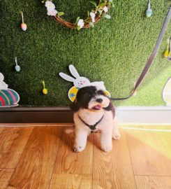 Wags In Style – Dog Grooming Salon