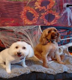 Wags In Style – Dog Grooming Salon