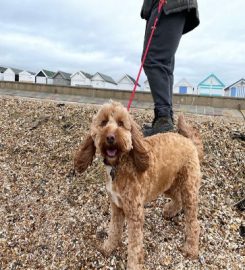 North London Dog Walker Pampered Pooches