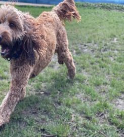 North London Dog Walker Pampered Pooches