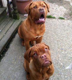 Birchwood Boarding Kennels