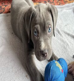 Battersea Dogs and Cats Home