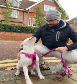 Camden Paws – Dog Walking