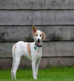 Fforest Boarding Kennels & Cattery Ltd