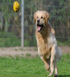 Fforest Boarding Kennels & Cattery Ltd