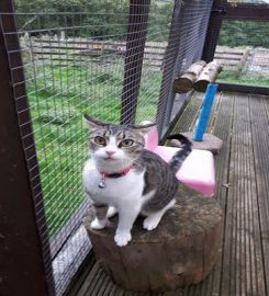 The Cattery, Fron Farm, Glan Conwy