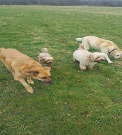 Happy Hounds Dog Walking