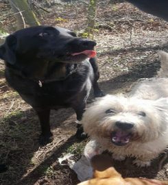 Happy Hounds Dog Walking