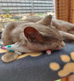 Clunie Cattery