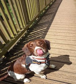 Ilchester Dog Walking